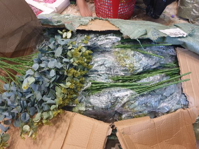 Lá táo mimosa hàng đẹp tươi xanh