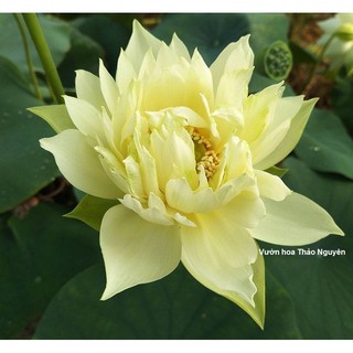 Củ sen màu trắng Lovely C-21