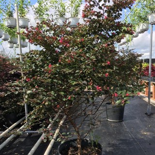 Cây Hồng phụng cao 1,5 m