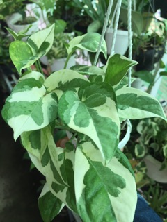 TRẦU BÀ CẨM THẠCH