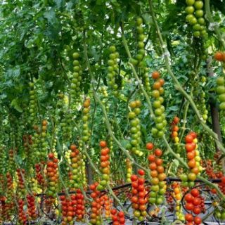 Cà chua chuỗi ngọc Nhật Bản
