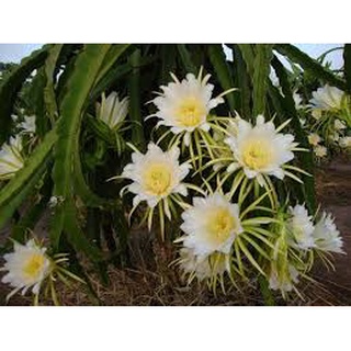 CÂY GIỐNG THĂNG LONG RUỘT ĐỎ SIÊU SỚM. [ GIỐNG CHUẨN, CHO QUẢ NHIỀU ].