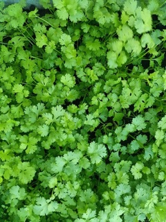 Hạt giống Rau Mùi (Ngò Rí) gói 20GR RADO cao cấp dành cho gia đình, dễ trồng, mau thu hoạch