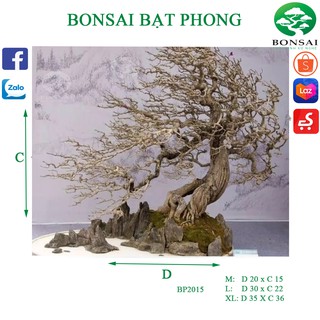 Lũa Bonsai Bạt Phong | Trang Trí Bể Thủy Sinh
