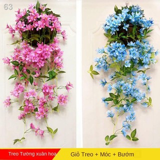 Giả hoa nhài mùa đông treo tường trang trí trong nhà phòng khách lụa mây uốn lượn cẩm tú cầuQ