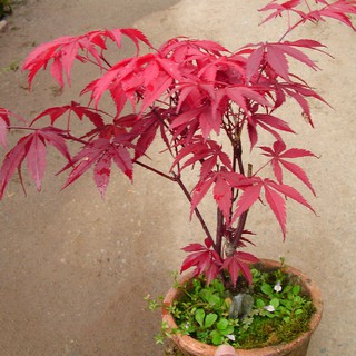 Hạt giống phong lá đỏ