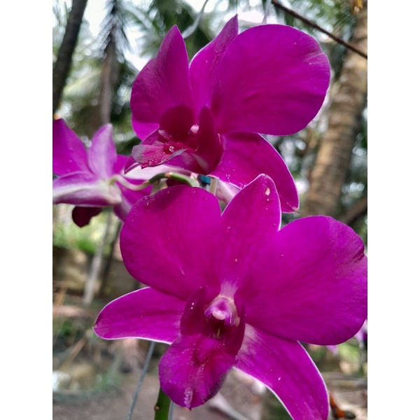 Hoa Lan Dendro Panama Red 1 Chậu ( chậu cây trưởng thành, sắp có ngồng hoa, nhiều thân)