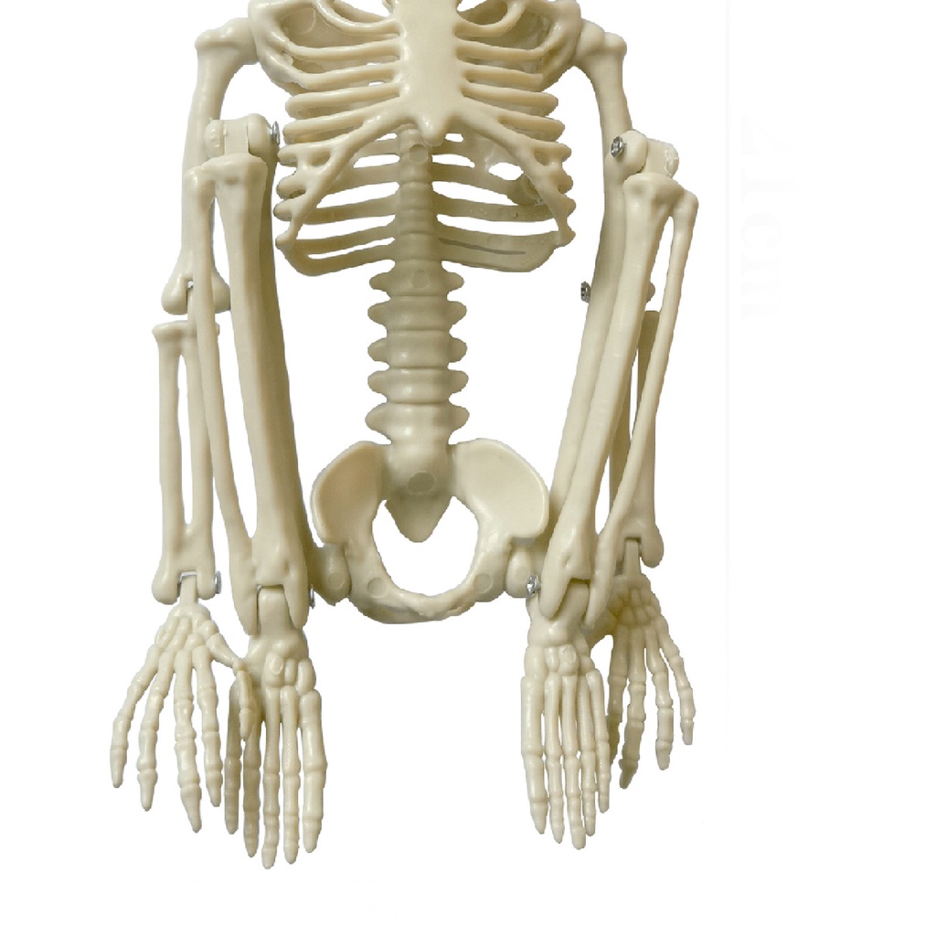 Ga-skeleton Mô Hình Bộ Xương Nhựa Có Thể Di Chuyển Trang Trí Cảnh Quan Halloween