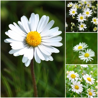 Hạt Giống Hoa Cúc Họa Mi Trắng ⚡️DỄ TRỒNG⚡️ Gói 100  Hạt