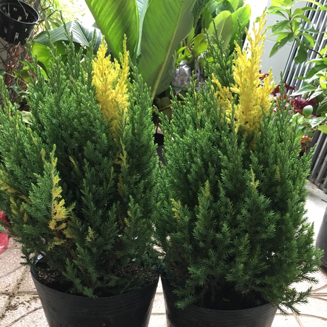 Cây Tùng Lộc