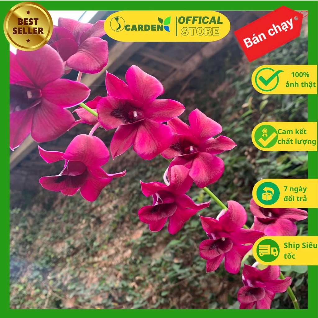 Hoa lan denro tím cây khỏe mạnh nuôi tự nhiên