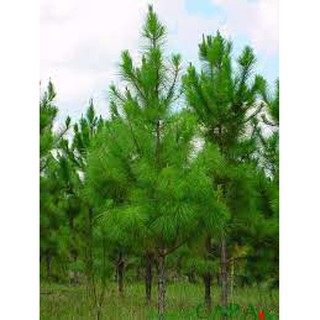 Cây thông đỏ caribe giống (cây thông đỏ cảnh)
