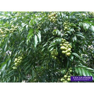 Cây giống mắc mật