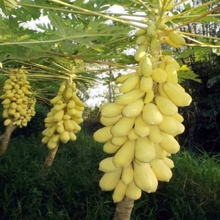 HẠT GIỐNG CÁC LOẠI ĐU ĐỦ - 1 gói