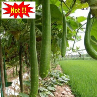 Hạt giống bầu sao quê quả dài - 10 hạt