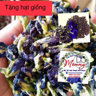 Hoa Đậu Biếc khô