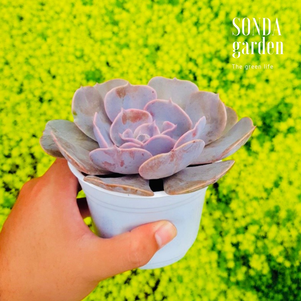 Sen đá đất hồng SONDA GARDEN size trung bình 10-12cm, cây cảnh trang trí nhà cửa, lỗi 1 đổi 1