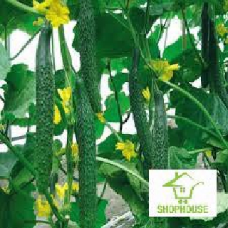 shophouse 20 hạt giống dưa chuột dài  SHOP HOUSE  TẾT KHUYẾN MẠI