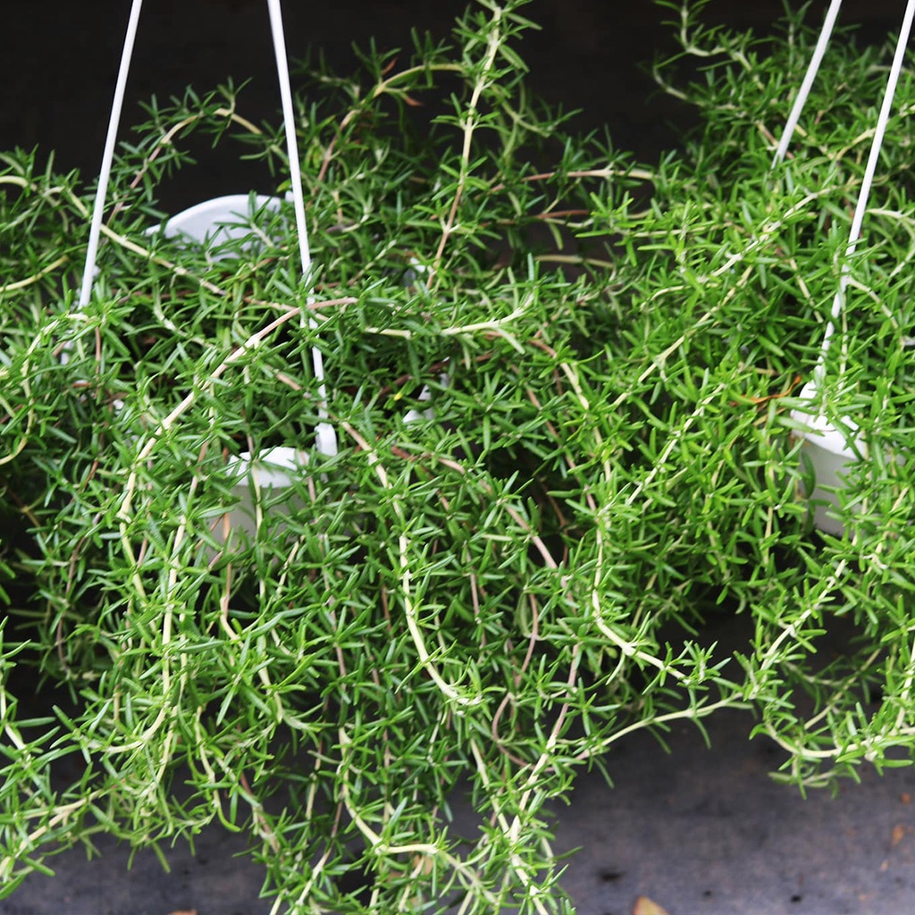 Cây Hương Thảo rũ "Rosemary", chậu treo to 20cm