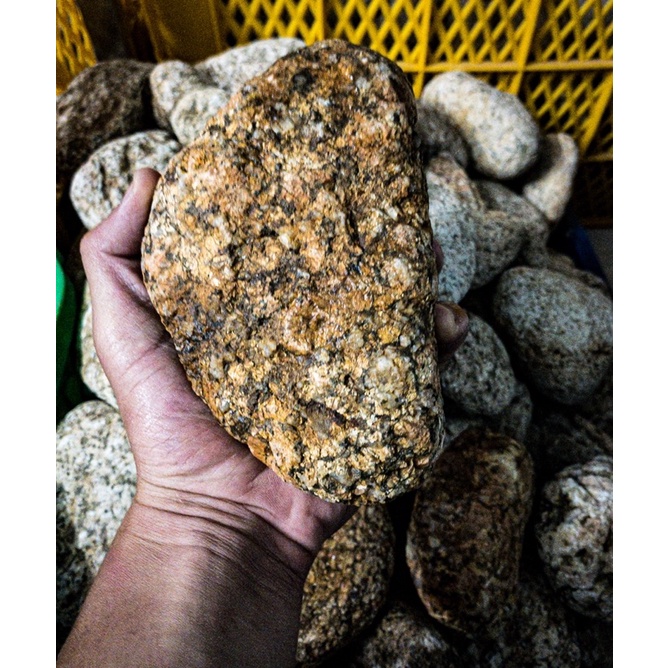 Đá Cuội Vân Mối | Trang Trí Setup Bể Thủy Sinh, Biotope, Blackwater, Iwagumi,.... |Mua Nhiều Giảm Giá