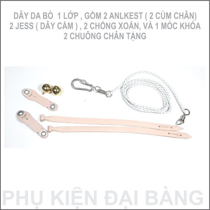 Dây chân nuôi chim diều trắng, ưng ấn trống, diều ấn trống, diều xám trống