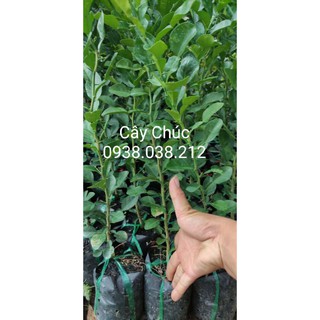Cây giống chanh thái / cây chúc