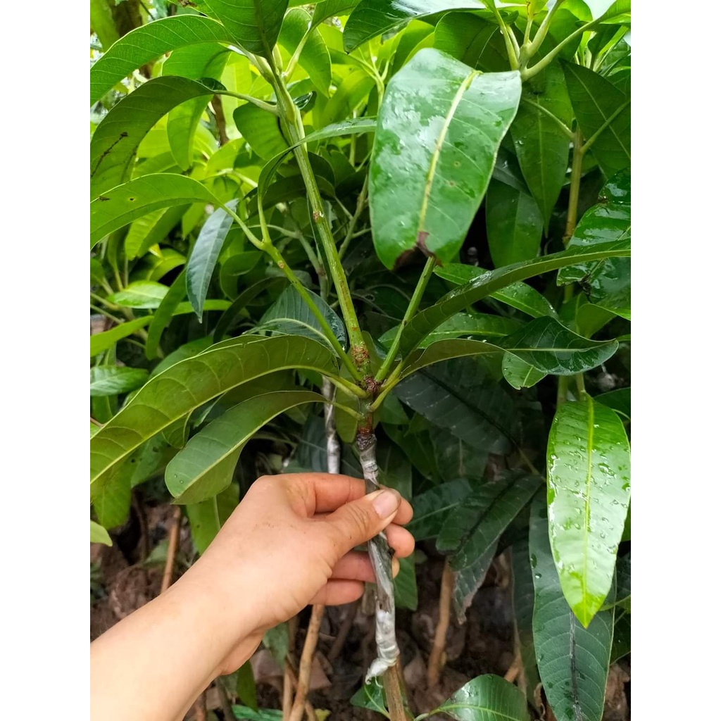 Cây giống xoài ớt tí hon