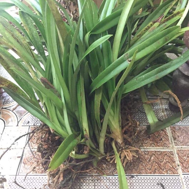 Hài vệ nữ