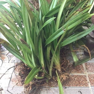 Hài vệ nữ