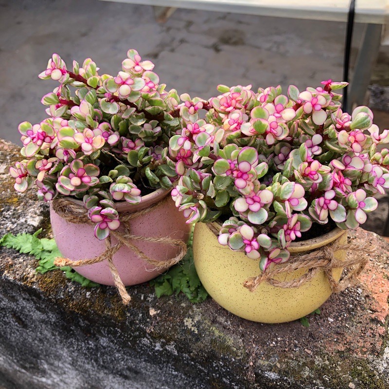 CHẬU CÂY KIỂNG SEN ĐÁ ĐÔLA ANH ĐÀO (ĐÔLA HỒNG) 🍭🍭🍭 SIÊU XINH, DỄ TRỒNG; THÍCH HỢP LÀM QUÀ TẶNG TRONG CÁC DỊP LỄ TẾT