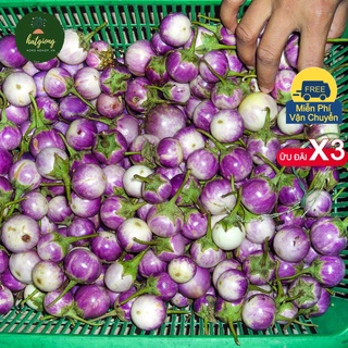 Hạt giống cà pháo tím - cà pháo trắng