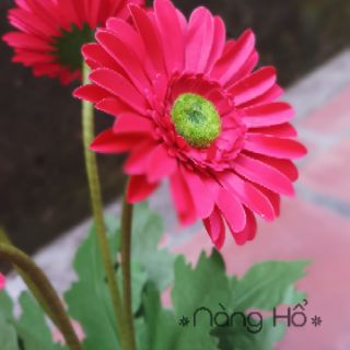 Chậu Hoa đồng tiền