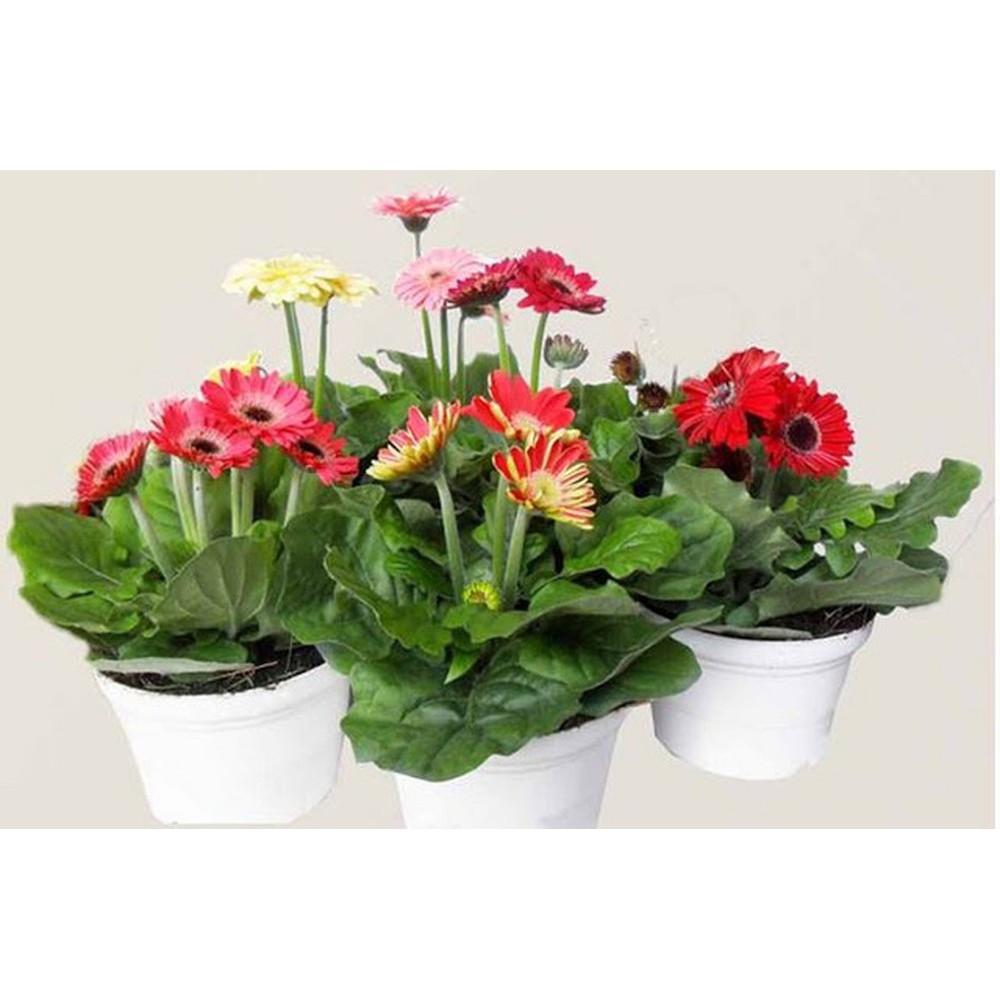 CHẬU HOA ĐỒNG TIỀN LÙN HÀ LAN