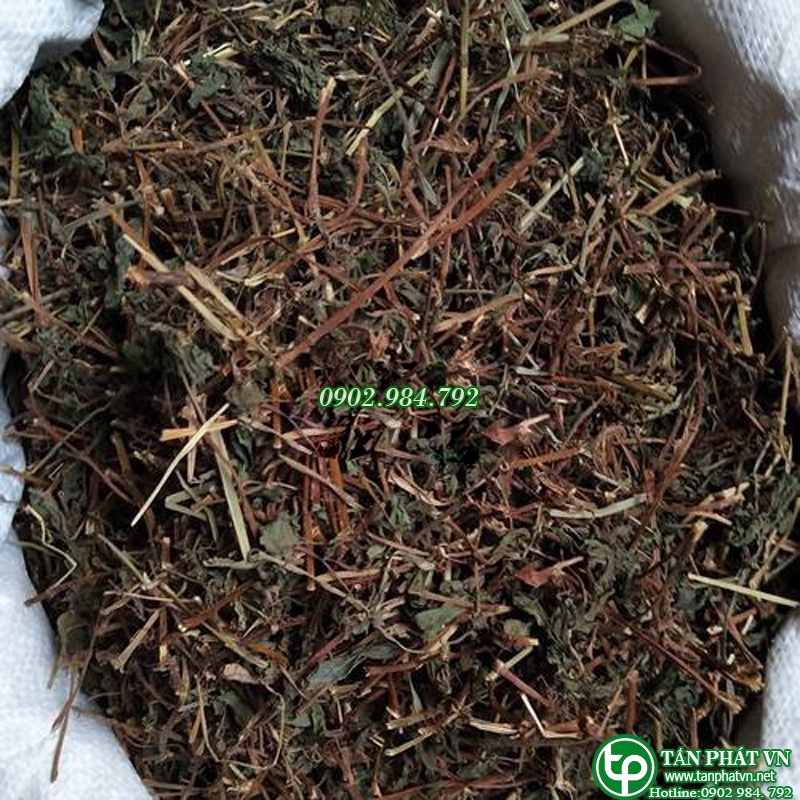 Cây bọ mắm sấy khô  - Nấu Nước Mát, Thanh Lọc Cơ Thể