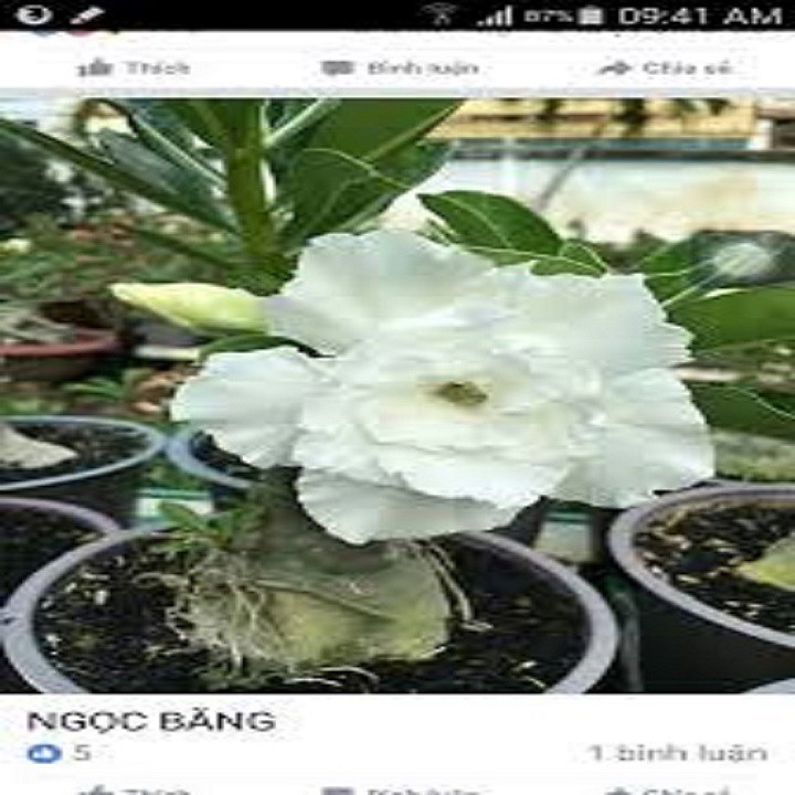 CÂY HOA SỨ THÁI CÁNH KÉP " NGỌC BĂNG- TRẮNG " - BẢO HÀNH MẶT HOA KÉP Y ẢNH