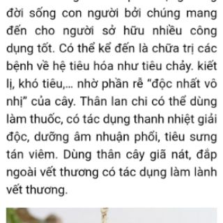 cây dây nhện(cỏ lan chi,mẫu tử) đang đẻ nhánh