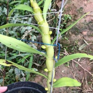 [FREESHIP TỪ 50K] KÍCH HOA THÁI NGUYÊN CHAI