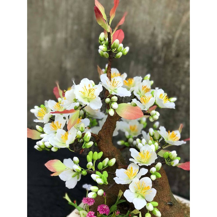 HẠT GIỐNG Cây Hoa Bạch Mai Quý Hiếm