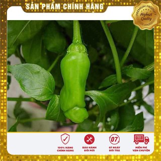 5 Hạt giống Ớt Cu tí (tặng gói Kích nẩy mầm và Hướng dẫn) VIETSEED