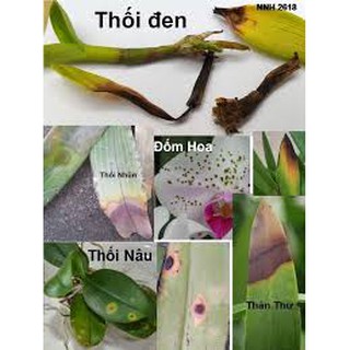 Starner - Chế phẩm Nhật Bản xử lý các bệnh nấm , khuẩn, vàng lá , đốm lá , thối nhũn cho cây