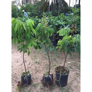cây giống nhãn hạt lép sẵn quả