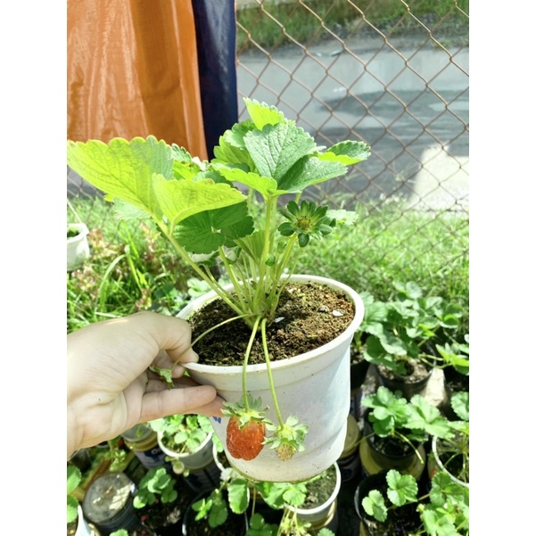 NGÓ GIỐNG DÂU TÂY