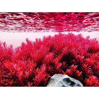 Hình ảnh Cây thủy sinh rotala colorata - vảy ốc đỏ - cây thủy sinh dễ trồng chính hãng