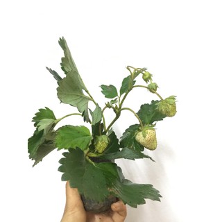 Cây dâu tây đang hoa và quả bé