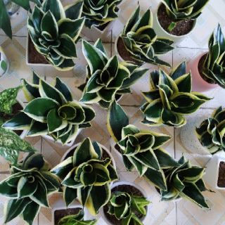 Cây Lưỡi hổ thái