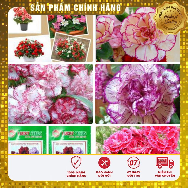 Hạt Giống Hoa Cẩm Chướng Kép Mix Chịu Nhiệt(50 hạt)