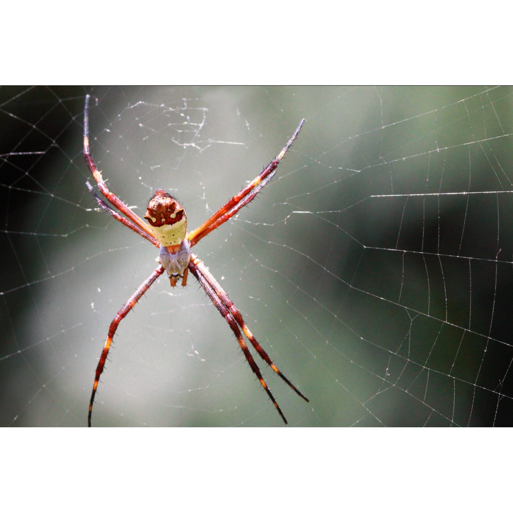 Ống kính máy ảnh Asanuma 21mm f3.8 MF Ngàm Nikon F   17472