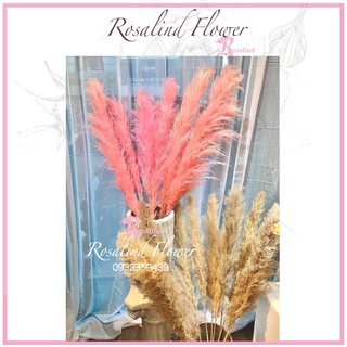 ẢNH THẬT  hoa cỏ lau khô trang trí nhiều màu deco chup ảnh,bông cỏ lau khô vintage