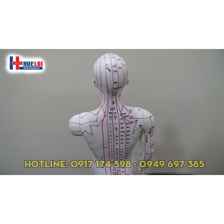 Mô hình huyệt vị người nam, nữ