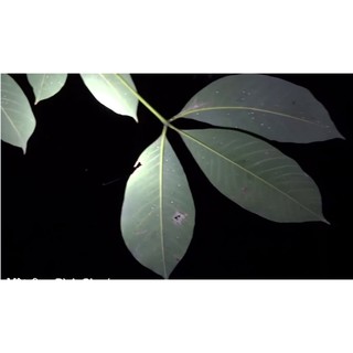 1 LÍT  MẬT ONG NGUYÊN CHÁT( CHAI NHỰA)